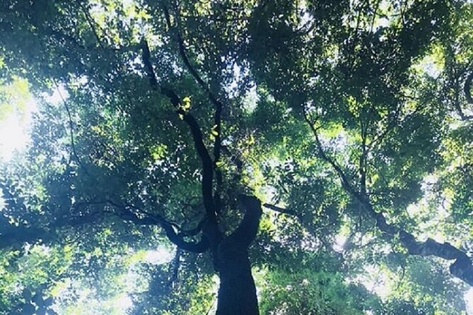 Khaosok Jungle Exploration from Khaolak - Bamboo rafting or river canoeing: the calm middle of the day