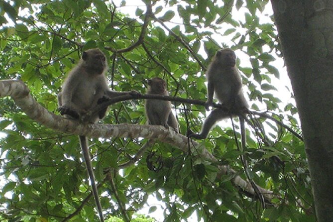 Khaosok Jungle Exploration from Khaolak - Karst views plus the monkey temple visit