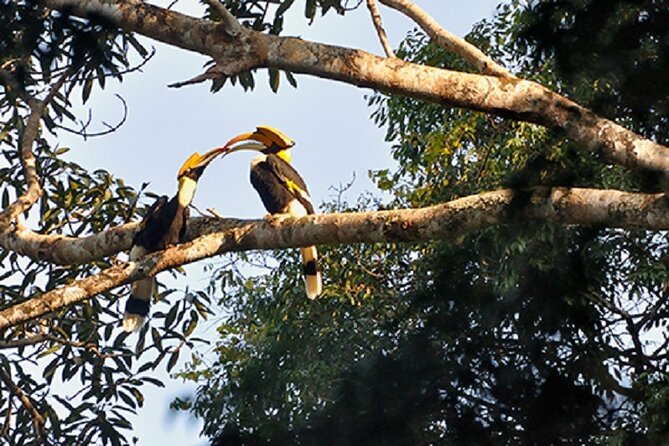 Khaosok Jungle Exploration from Khaolak - The morning trek: wildlife spotting in the oldest evergreen rainforest