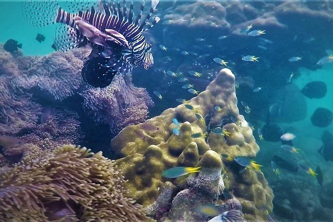 Local Reef Snorkelling and Deserted Beach - Key things I’d focus on before you go