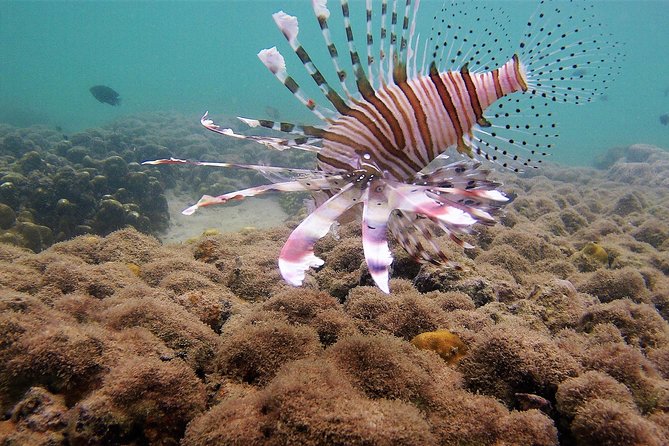 Local Reef Snorkelling and Deserted Beach - Khao Lak snorkeling without the all-day crowd tax