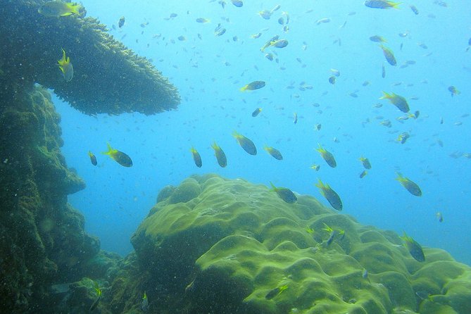Local Reef Snorkelling and Deserted Beach - Reef snorkeling near Khao Lak: fish you can see, plus real-world conditions