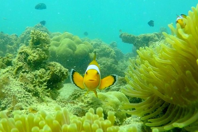 Local Reef Snorkelling and Deserted Beach - Guides make the difference: from current checks to hands-on storytelling