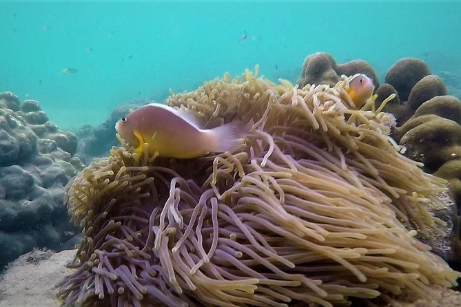 Local Reef Snorkelling and Deserted Beach - Boat, group size, and transportation: what it means for you