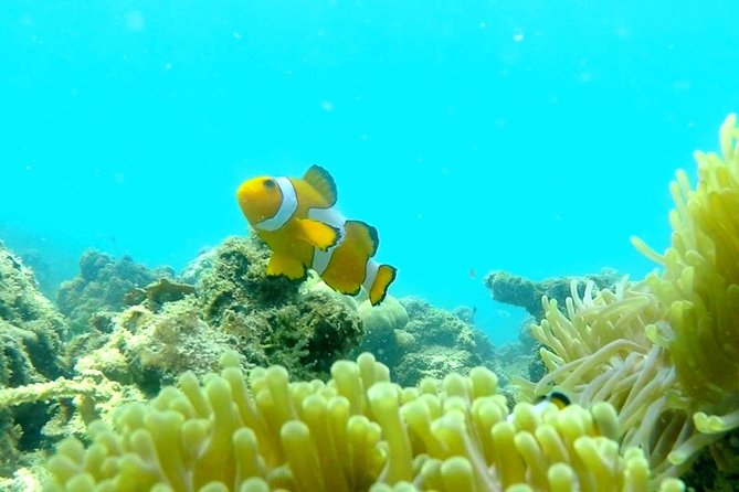 Local Reef Snorkelling and Deserted Beach - Price and value: does $101.05 make sense?