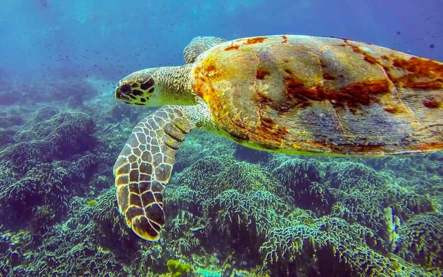 Phuket/Khao Lak: Similan Island Adventure Tour - Guides, Group Energy, and the Crowd Reality