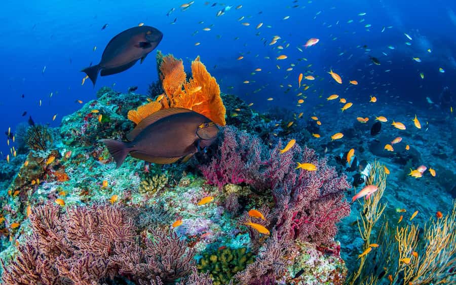 Phuket/Khao Lak: Similan Island Adventure Tour - Price and Value: Is $96 Fair for What You Get?
