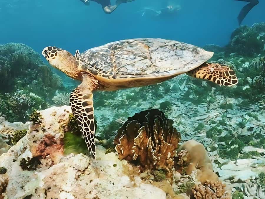 Phuket/Khao Lak: Similan Islands by Speedboat - What $96 gets you (and why it’s not just a boat ticket)
