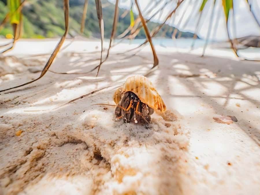 Phuket/Khao Lak: Similan Islands by Speedboat - Honeymoon Reef snorkeling: what you should expect to see
