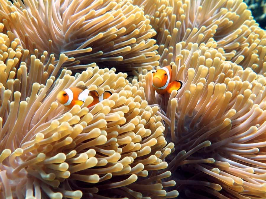 Phuket/Khaolak:Similan Islands Day Trip With Snorkeling Tour - Khoe Bay / Donald Duck Bay: beaches plus boulder views
