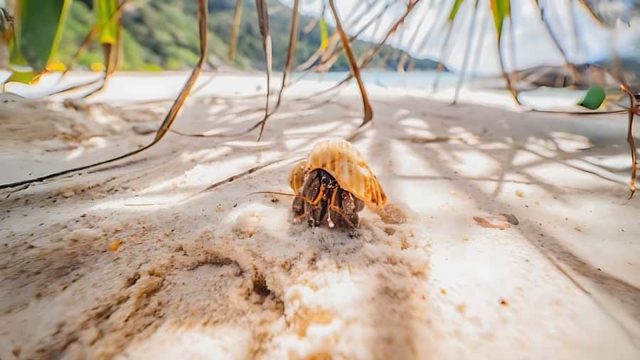 Phuket: Similan Island by Speedboat - Koh Ha: First Snorkel Stop and Scenic-On-Way Views
