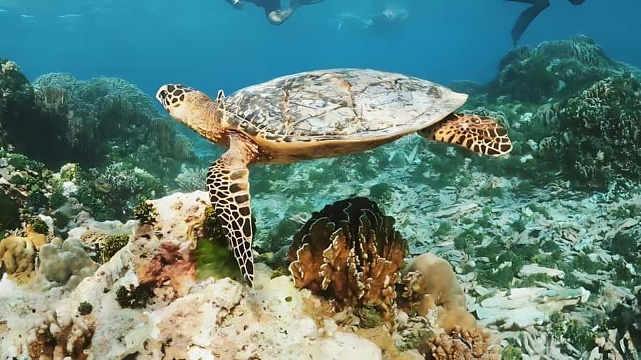 Phuket: Similan Island by Speedboat - Koh Payu and Koh Bangu: Short Walks, Hidden-Cove Energy, and More Water Time