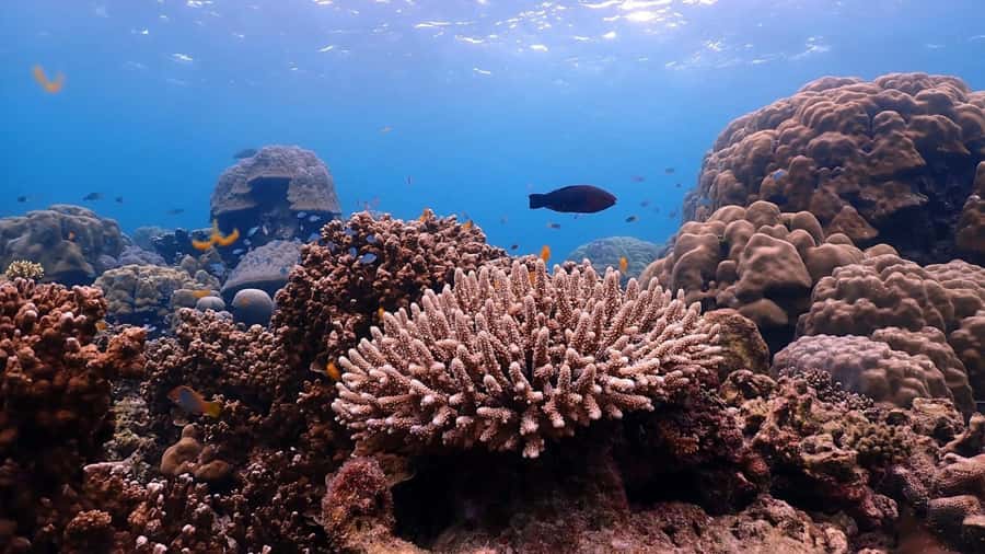 Phuket : Surin Island by Speedboat - Snorkeling in Surin: your three reef sessions and how to make them count