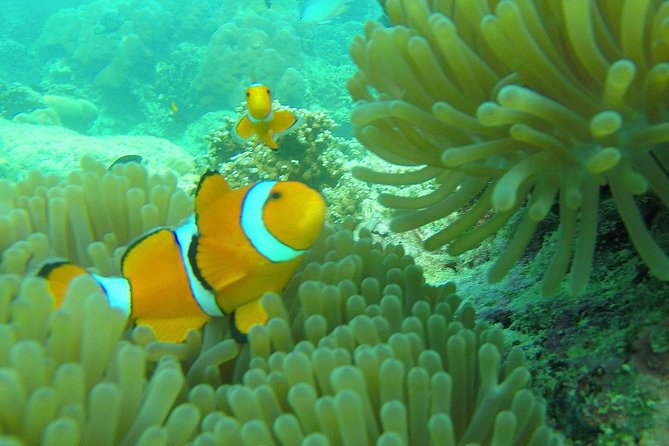 Private Surin Islands Longtail Boat Tour - Guides can make or break the experience: Mhan, Aoom, Nai, Nine