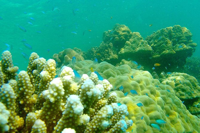 Private Surin Islands Longtail Boat Tour - Practical tips you can use before you go