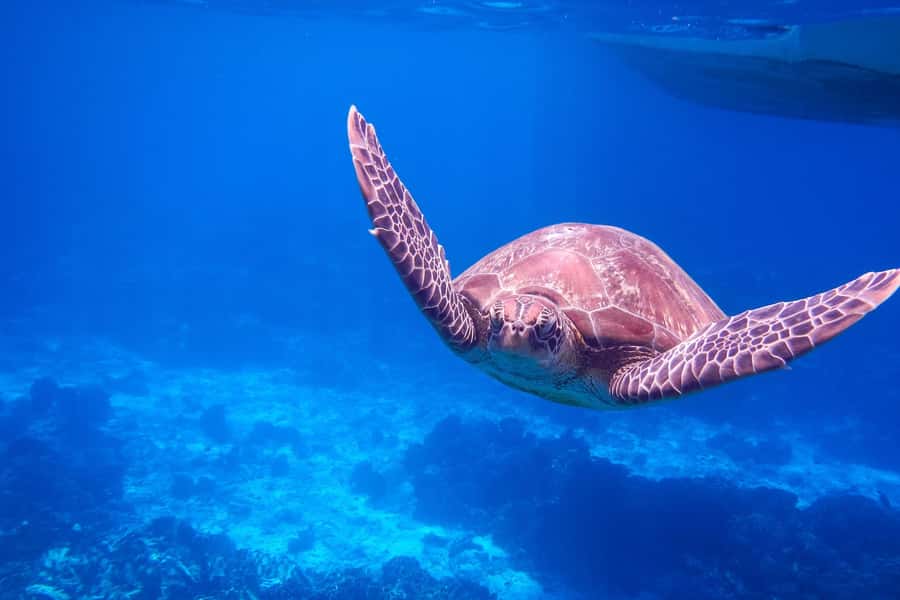 Similan Island Snorkeling Crystal Waters & Marine Life - Ko Miang (Island 4): Beach Break, Lunch, and a Guided Stroll