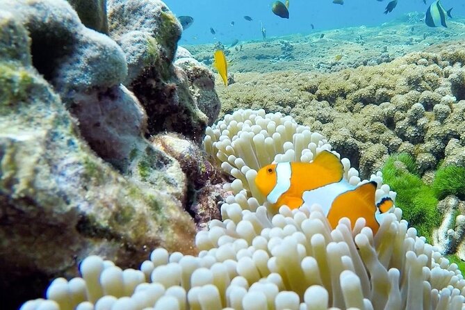 Similan Islands Day Tour from Phuket and Khaolak - Ko Miang (Island No. 4): lunch on an island with two beaches