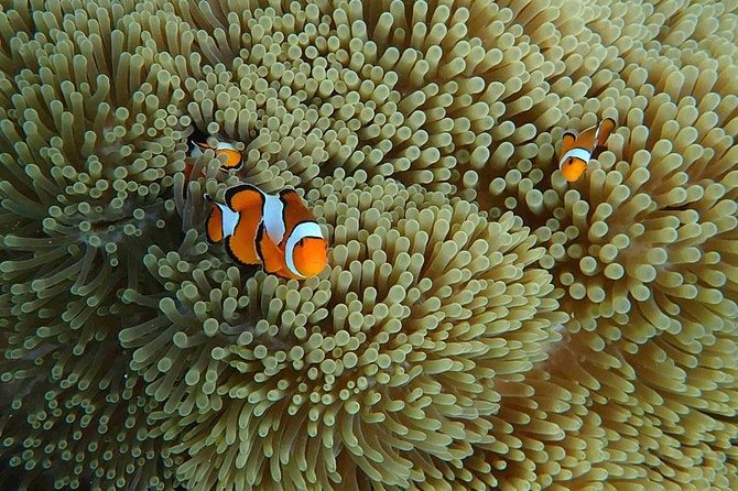 Similan Islands Snorkeling Day Trip By Love Andaman From Khao Lak - Price and value for $120.56 plus the park fee