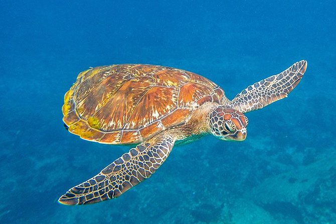 Similan Islands Snorkeling Tour By Speed Catamaran From Khao Lak - Koh 9 (Bangu Island) and Ko Jed (Ko PA Yu): quick swims in different pockets