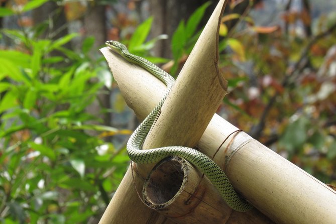 Small-Group Full-Day Khao Sok Nature Tour From Khao Lak - Why This Khao Sok Day Trip Works From Khao Lak