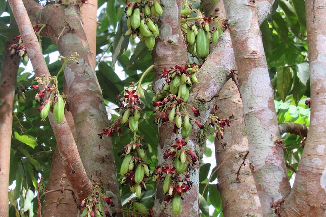 Small-Group Full-Day Khao Sok Nature Tour From Khao Lak - Price and Value: What $106.91 Buys You
