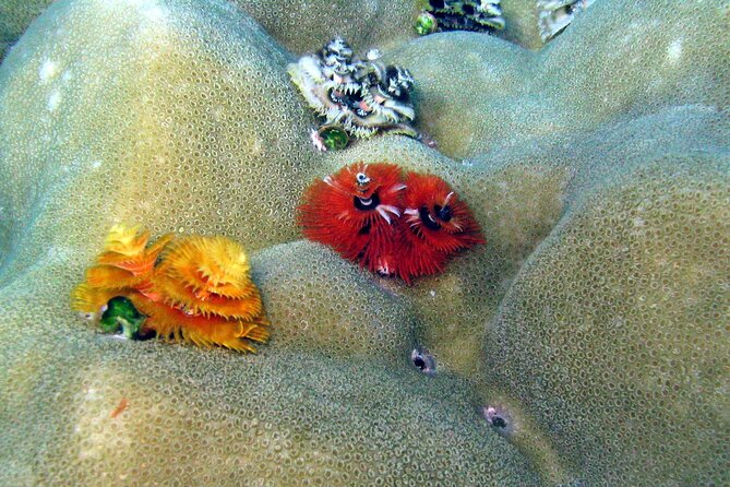 Surin Islands- Early Bird Snorkeltour from Khao Lak in English, French, German, Italian - Stop 1: the first Surin reef session (and how to make it count)
