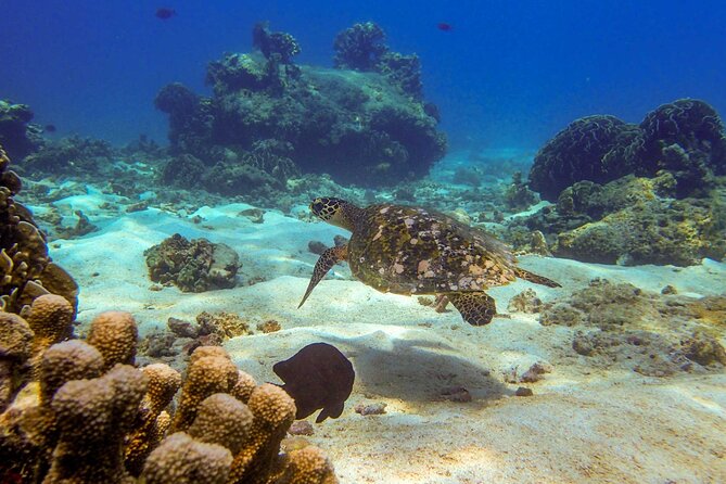 Surin Islands- Early Bird Snorkeltour from Khao Lak in English, French, German, Italian - Chong Khat Bay Thai buffet lunch: the break that keeps the day fun