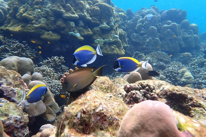 Surin Islands- Early Bird Snorkeltour from Khao Lak in English, French, German, Italian - Getting to the Pier: 30 minutes of land, then 1 hour 45 minutes by speedboat