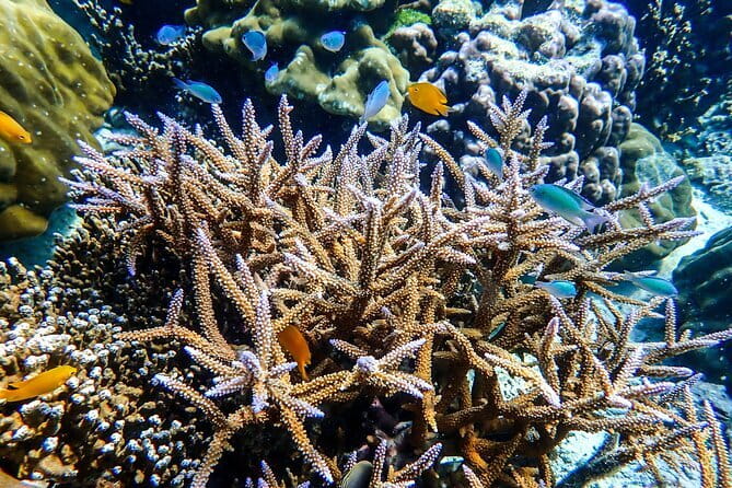Surin Islands Overnight Beach Camping and Snorkeling Adventure - From Khao Lak to Greenview Pier: The Start That Shapes the Whole Day