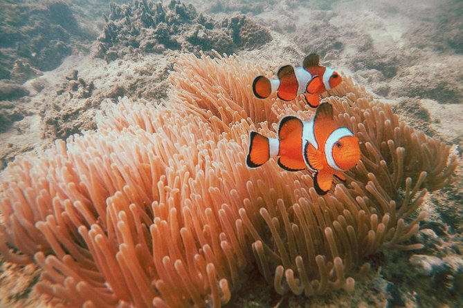Surin Islands Snorkel Tour by SeaStar Andaman from Phuket - Guide quality and group size: where the trip can feel smooth or stressful