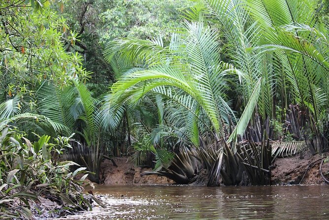 The Little Amazon and Sri Phang Nga Waterfall Full Day Tour From Khao Lak - Rommanee Hot Springs and a coffee stop on the way back