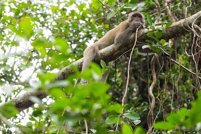 The Little Amazon and Sri Phang Nga Waterfall Full Day Tour From Khao Lak - Should you book it? My practical take